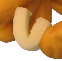 948-BG024010 Ossif-i sem Demineralized Sponge Strip #10mm