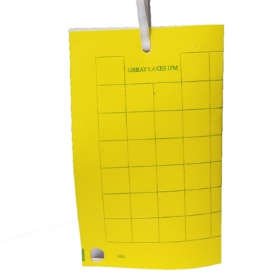 GL/GL-1080-25 YELLOW TRAP, UV HM, 25/CS