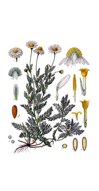  Roman Chamomile Extract