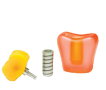 Implantology Demonstration Study Model