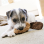 KONG Dr. Noy's Beaver Dog Toy Small