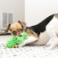 KONG Dr. Noy's Frog Dog Toy X-Small