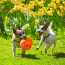 KONG Jumbler Ball Dog Toy Medium/Large
