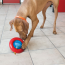 KONG Classic Dog Toy Gyro Large