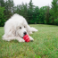 KONG Classic Dog Toy Kong Extra Large