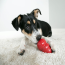 KONG Classic Dog Toy Kong Large