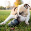 KONG Extreme Kong Dog Toy Medium