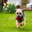 KONG Classic Dog Toy Kong Medium