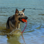KONG Cool Aqua w/Rope Dog Toy (Orange) Medium