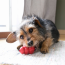 KONG Classic Dog Toy Kong Small
