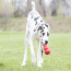 KONG Classic Dog Toy Kong King (XXL)