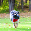 KONG Extreme Flyer Disc Dog Toy