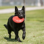 KONG Flyer Disc Doy Toy Large
