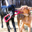 KONG Tug Toy for Dogs