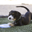 KONG Puppy Flyer Disc Toy Small