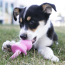 KONG Puppy Kong Binkie Toy Medium