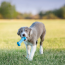 KONG Puppy Goodie Bone Toy Small