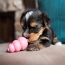 KONG Puppy Kong Toy X-Small