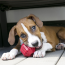 KONG Stuff-A-Ball Dog Toy Small