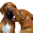 KONG Extreme Ball Dog Toy Small