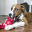 KONG Ball w/Rope Dog Toy Small