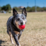 KONG Ball Classic Dog Toy Small/Medium