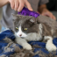 KONG CAT ZoomGroom Brush/Massager (All Coats)