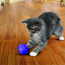 KONG CAT Treat Dispensing Ball Toy