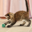 KONG CAT Active Tennis Balls with Bells Toy