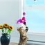 KONG CAT Connects Window Teaser Toy