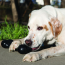KONG Extreme Goodie Bone Dog Toy Large