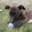 KONG Puppy Ball w/ Hole Toy Small