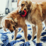 KONG Classic Dog Toy Ring X-Large