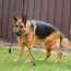 KONG Extreme Ball w/Rope Dog Toy Large