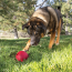KONG Ball w/Hole Dog Toy Large
