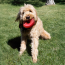 KONG Classic Dog Toy Donut Large/X-Large