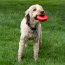 KONG Classic Dog Toy Donut Medium/Large