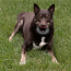 KONG Extreme Donut Dog Toy Large/X-Large