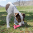 KONG Puppy Goodie Bone Toy Medium