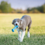 KONG Puppy Goodie Bone Toy Medium