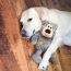 KONG Wild Knots Bear (Assorted Colors) Dog Toy X-Large