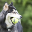 KONG SqueakAir Balls (6pk) Dog Toy Medium