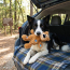KONG Wild Knots Bear (Assorted) Dog Toy Medium/Large