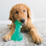 KONG Squeezz Dental Bone Dog Toy (Teal) Medium