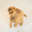 KONG Grinz Puffer Fish Dog Toy Medium
