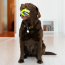 KONG Grinz Frog Dog Toy Large