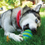 KONG Squeezz Goomz Football Large