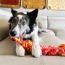 KONG Rope Bunji (Assorted Colors) Dog Toy Large