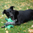 KONG Ballistic Alligator Dog Toy Medium/Large