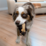 KONG Snuzzles Mini Otter Dog Toy X-Small